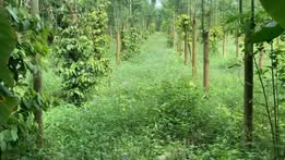 Đất trồng tiêu 2700m² tại Bình Trung, Châu Đức - Giá chỉ 495 triệu VND