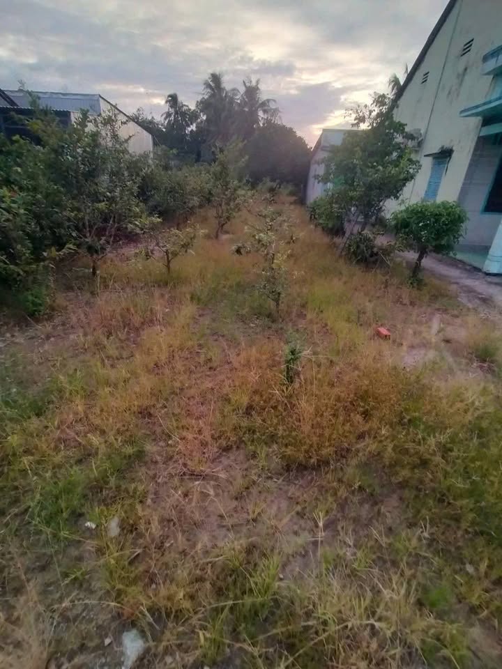 Đất thổ cư 50m² tại phường An Xuyên, Cà Mau 516m² - Giá chỉ 500 triệu!