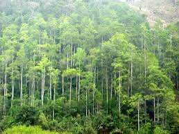 Đất rừng sản xuất xã Lam Vỹ, Định Hóa 5791m² - Sổ hồng chính chủ, giá chỉ 125 triệu!