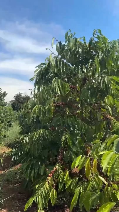 Đất Farm 1,8ha tại Làng Ia Lang, Đức Cơ, Gia Lai giá chỉ 4,8 tỷ - Cơ hội đầu tư tuyệt vời!