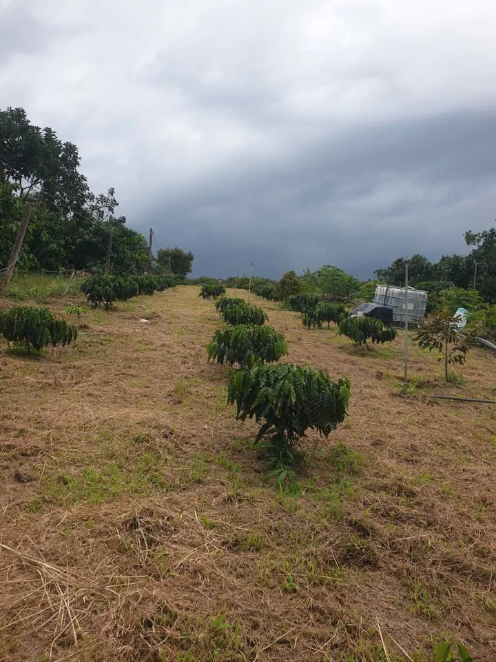 Đất Farm Hòa Bắc 20.000m² giá 2.3 tỷ - Cơ hội đầu tư tuyệt vời!