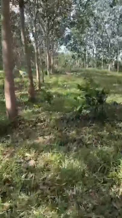 Đất cao su 2,6ha xã Đồng Nai, Bù Đăng - Giá 2,3 tỷ, đầu tư sinh lời!