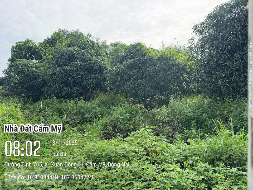 Đất thổ cư 300m² tại TL765, Xuân Đông, Cẩm Mỹ - Giá chỉ 1.75 tỷ!