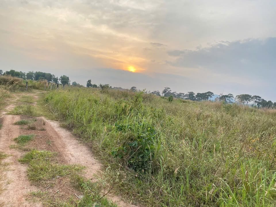 Đất trồng cây lâu năm Tân Hải La Gi 3600m² giá chỉ 95 triệu - Cơ hội đầu tư lý tưởng!