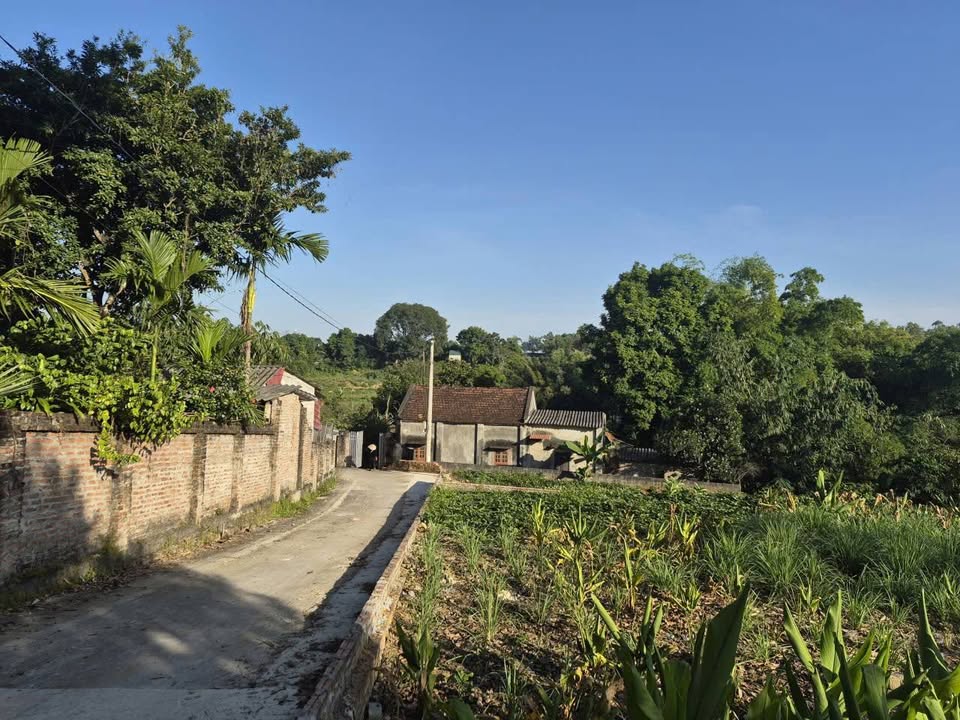 Đất nền Tòng Bạt, Ba Vì 200m² giá chỉ 800 triệu - Lô góc 2 mặt tiền!