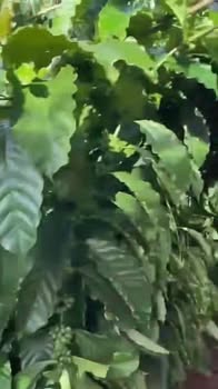 Đất Farm 2ha Thọ Sơn, Bù Đăng giá 4 tỷ - Tiềm năng đầu tư tuyệt vời!