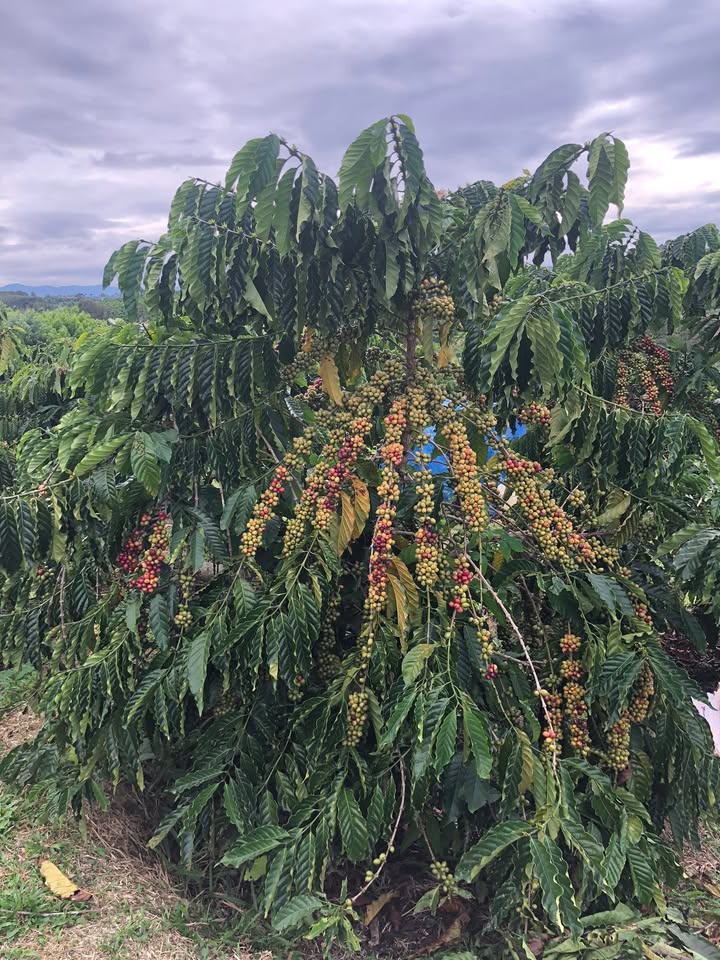 Đất thổ cư thôn 8 xã Quảng Khê 15.000m² giá 1.95 tỷ - Sổ hồng chính chủ!