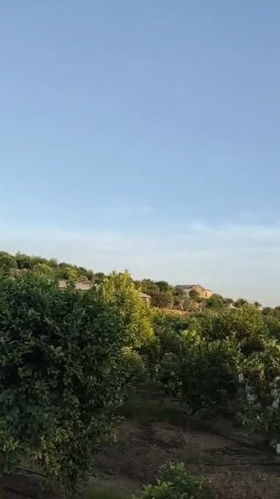 Bán vườn 7 mẫu tại Tân Quang, Lục Ngạn - Giá chỉ 1.26 tỷ siêu hấp dẫn!