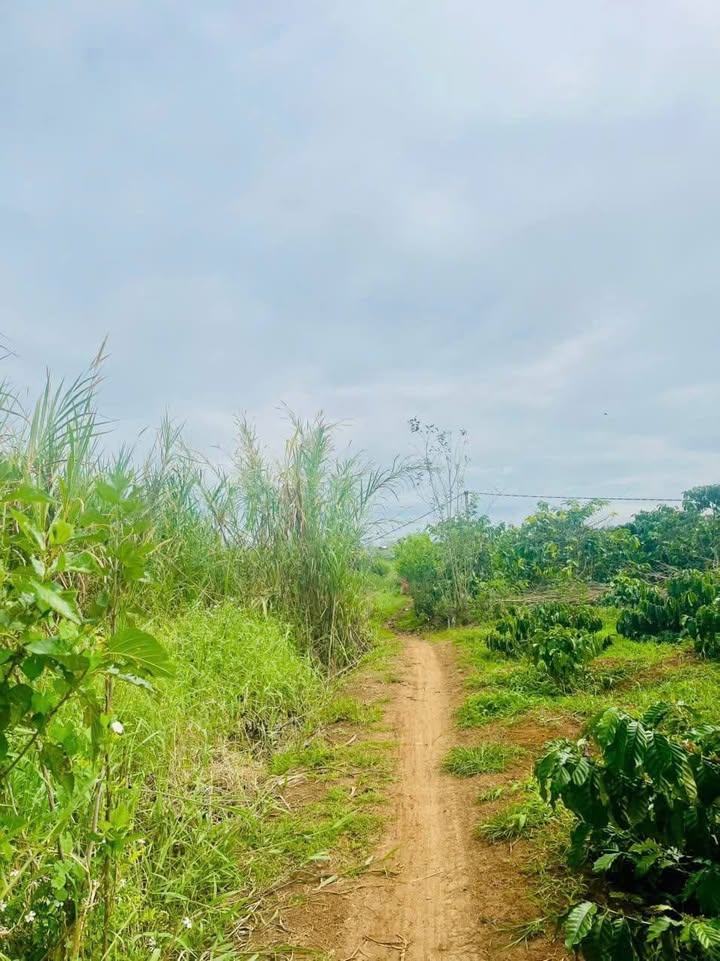 Đất lúa 3600m² tại Tân Hội, Đức Trọng - Giá chỉ 360 triệu, cách đường bê tông 200m!