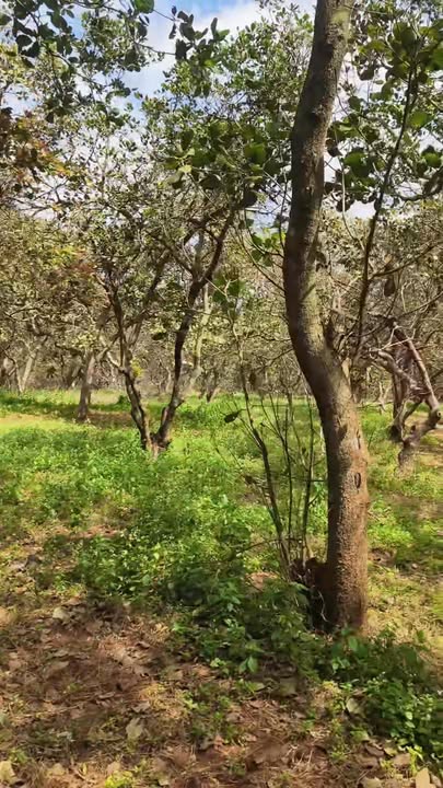 Đất nền Thọ Sơn Bù Đăng 21.800m² giá 2.3 tỷ - Gần đường nhựa, xe hơi vào tận nơi!