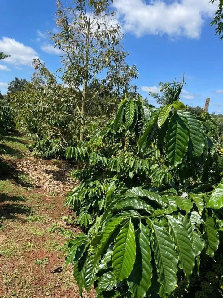 Đất Farm 7000m² tại Ea Blang, Buôn Hồ - Sổ hồng chính chủ, giá 3.5 tỷ!