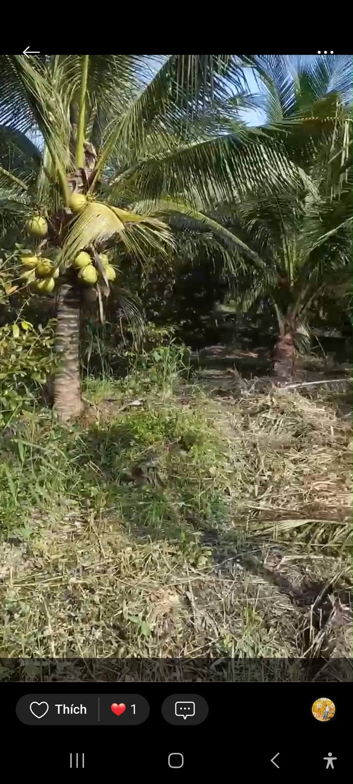 Đất vườn 1500m² tại xã Mỹ Hòa, huyện Ba Tri, Bến Tre - Giá chỉ 250 triệu!