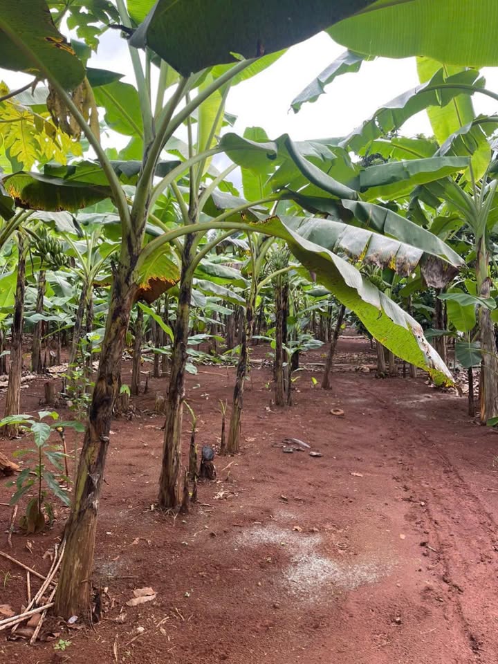 Đất vườn na xã Gia Kiệm 3075m² giá 2.1 tỷ - Đầu tư sinh lời cao!