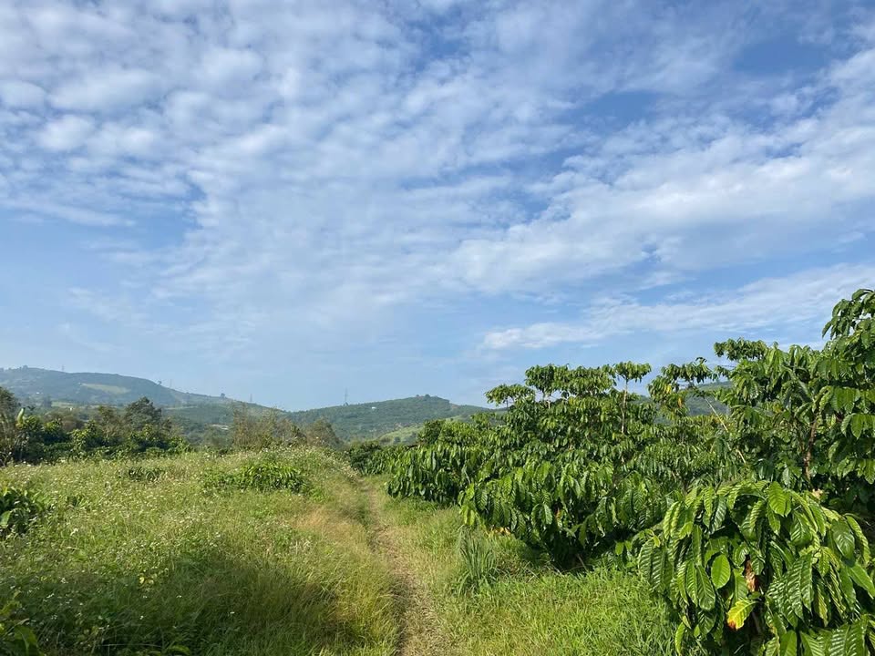 Bán đất mặt tiền Đinh Công Tráng, Bảo Lộc 4495.5m² giá 10.5 tỷ - Đầu tư sinh lời lâu dài!