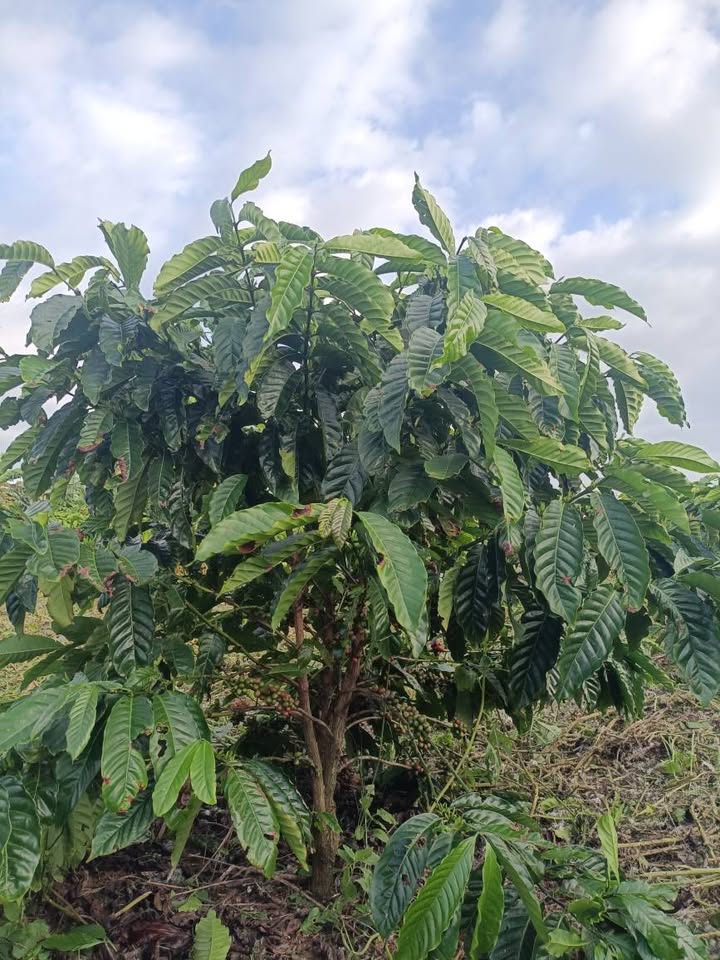 Đất nền Lộc An 1100m² giá 799 triệu - Đầu tư nghỉ dưỡng lý tưởng!