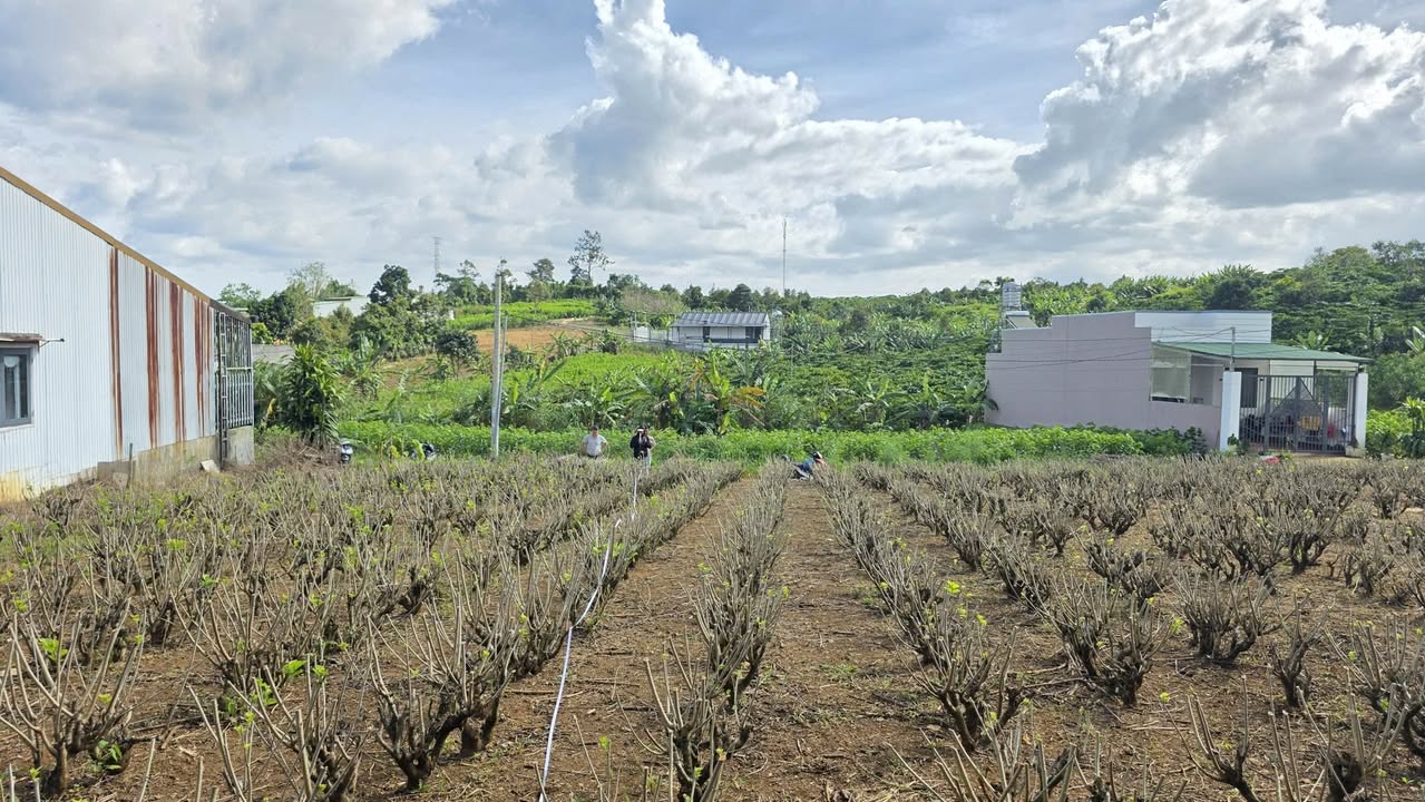 Đất thổ cư Lộc Nga Bảo Lộc 125m² giá 920 triệu - Đầu tư sinh lời cao!