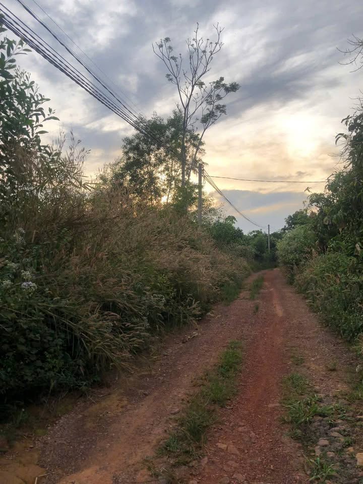 Đất Farm 1,5 Mẫu Túc Trưng, Định Quán, Đồng Nai - Giá 3,5 Tỷ, Đầu Tư Đắc Lợi!