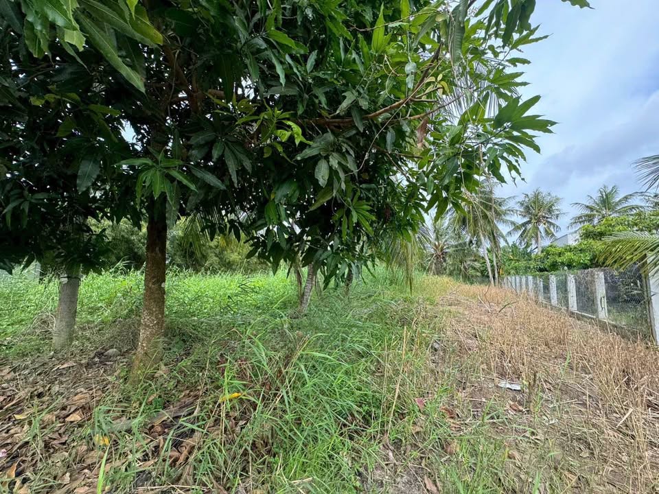 Đất nền Ấp Thạnh Bình, Châu Thành, Kiên Giang 1048m² giá 2.7 tỷ - Cơ hội đầu tư hấp dẫn!