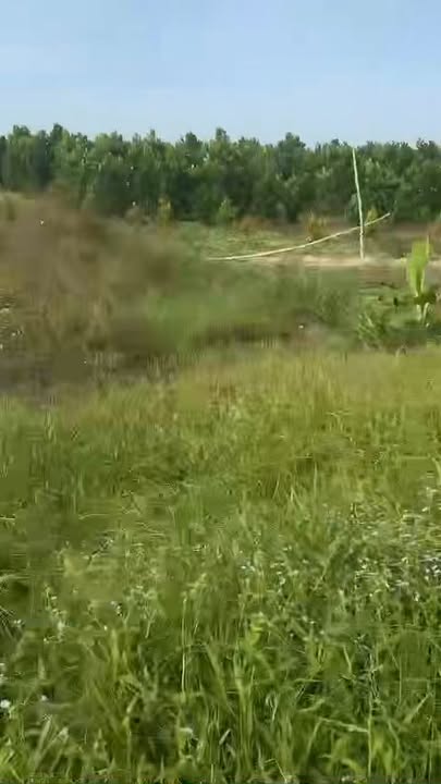 Đất nền ấp Chà Là, xã Phú Nhuận, huyện Cai Lậy 11.000m² giá 650 triệu - Đầu tư sinh lời ngay!