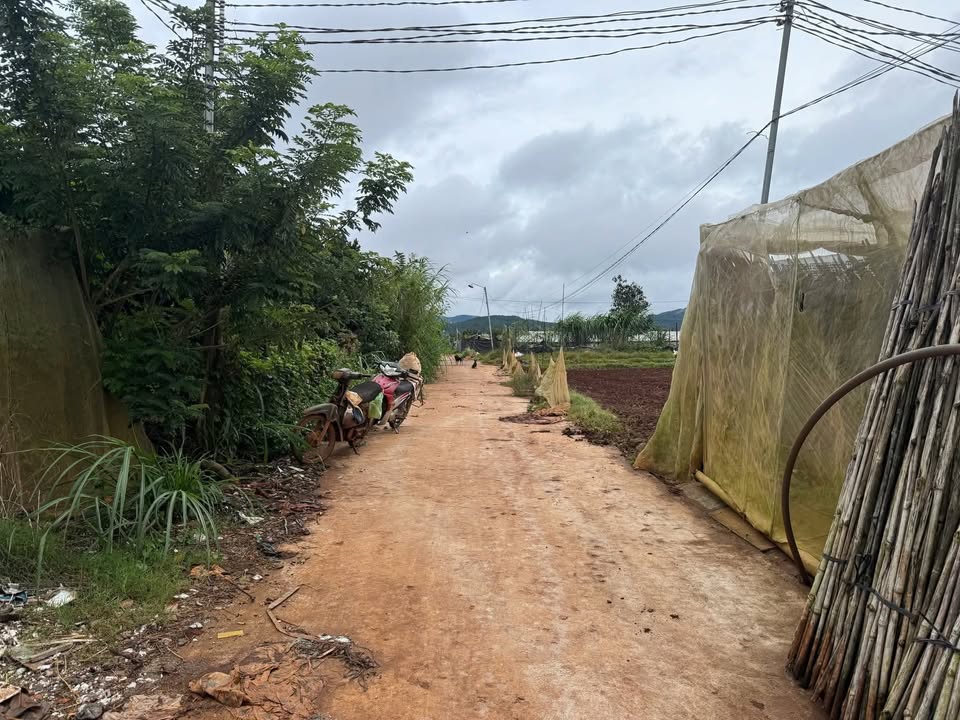 Đất sào Suối Thông B2, Đạ Ròn, Đơn Dương, Lâm Đồng 2000m² - Sẵn nhà lưới, giá tốt!