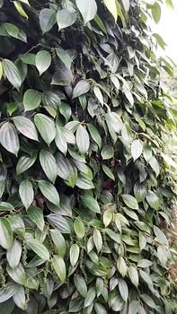 Đất thổ cư 23000m² tại thôn 11, xã Trường Xuân, Đắk Song - Giá chỉ 1.2 tỷ!