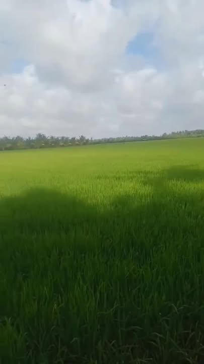 Đất nền 5800m² mặt tiền kênh Ấp Ô Tưng B - Giá 850 triệu - Cơ hội đầu tư tuyệt vời!