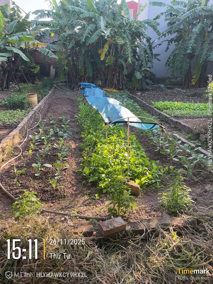 Đất thổ cư Dương Quang, Gia Lâm 70m² giá 3.15 tỷ - Tiềm năng tăng giá rõ rệt!