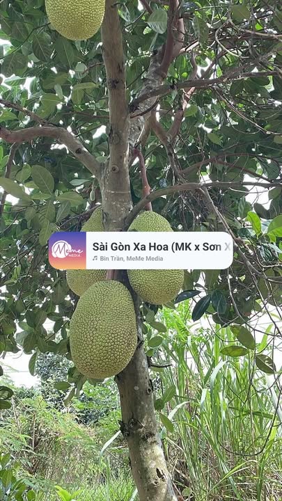 Đất nền Phú Lập Tân Phú 2800m² giá 1.15 tỷ - Cần bán gấp!