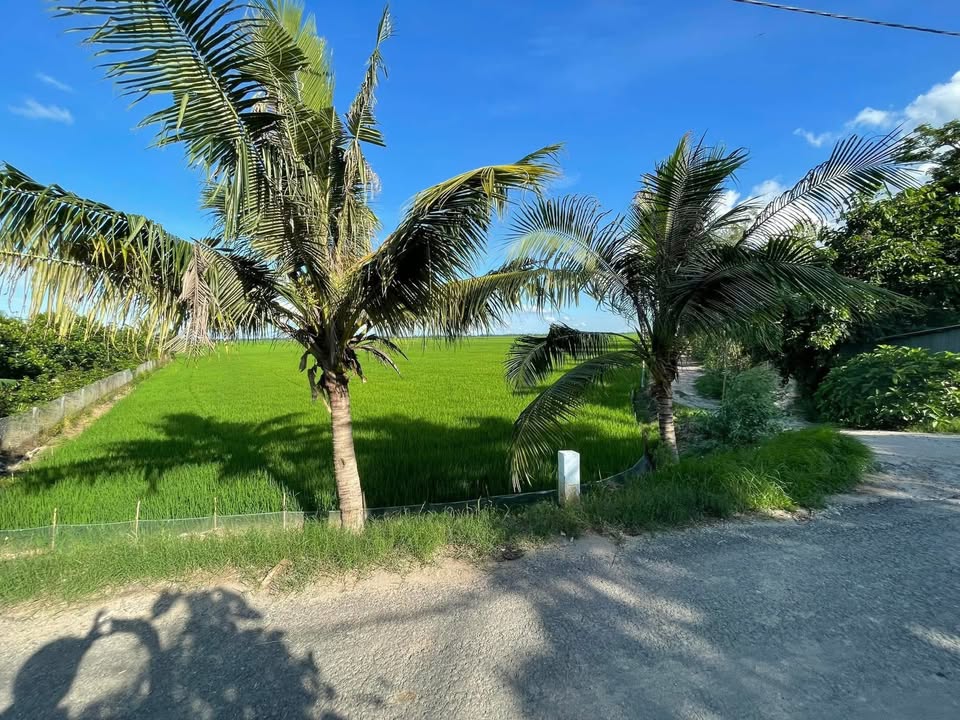 Đất lúa mặt tiền Kênh 26/3, Tân Châu, 4256m² giá 3 tỷ - Cơ hội đầu tư tuyệt vời!