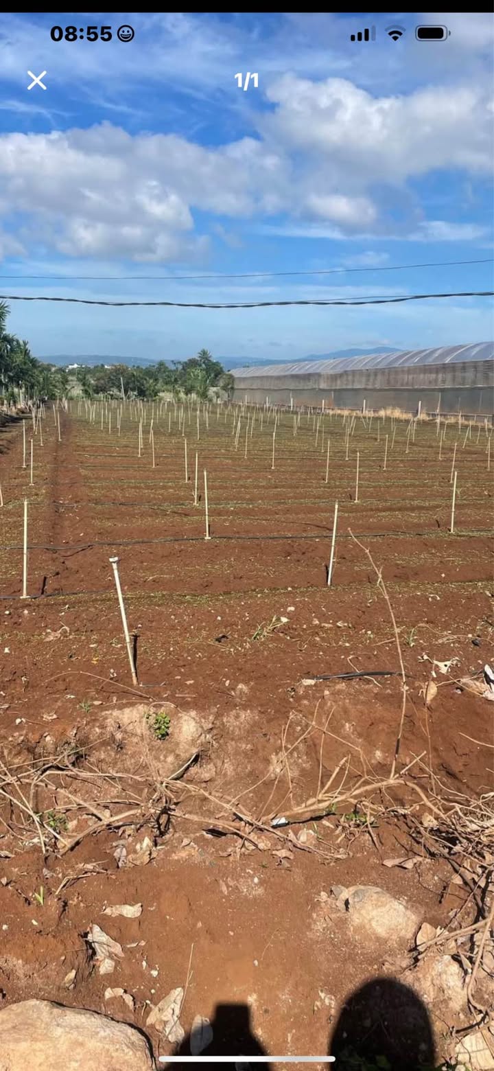 Đất Phú Hội Đức Trọng 7560m² giá 1.3 tỷ - Cơ hội đầu tư sinh lời!