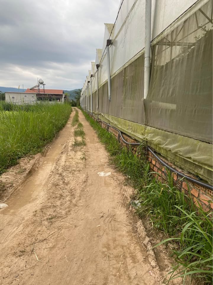 Đất nông nghiệp D'Ran Đơn Dương 10.000m² giá 2.394 tỷ - Sẵn sàng đầu tư!