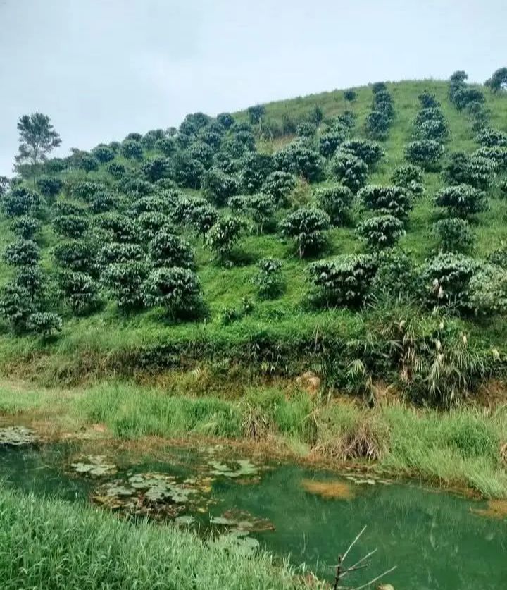 Đất vườn Đại Lào 8000m² giá 1.5 tỷ - Bán gấp chính chủ!