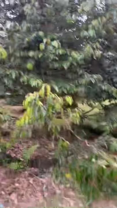 Đất 1.9 sào tại xã Phú Lập, Tân Phú, Đồng Nai - Giá chỉ 999 triệu, thương lượng tốt!