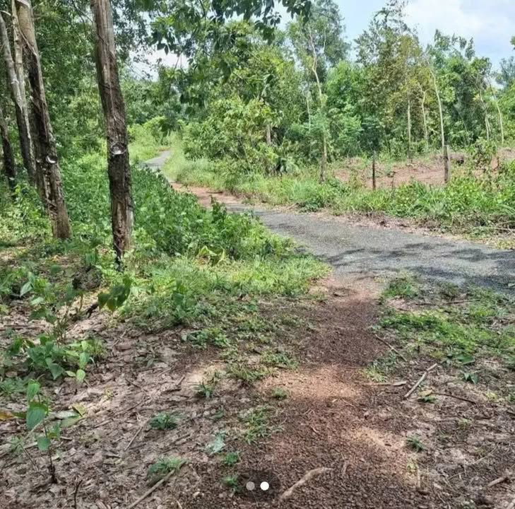 Đất Farm 5,3ha tại Minh Đức, Hớn Quản - Giá chỉ 10 tỷ - Đất màu màu mỡ cho chăn nuôi!