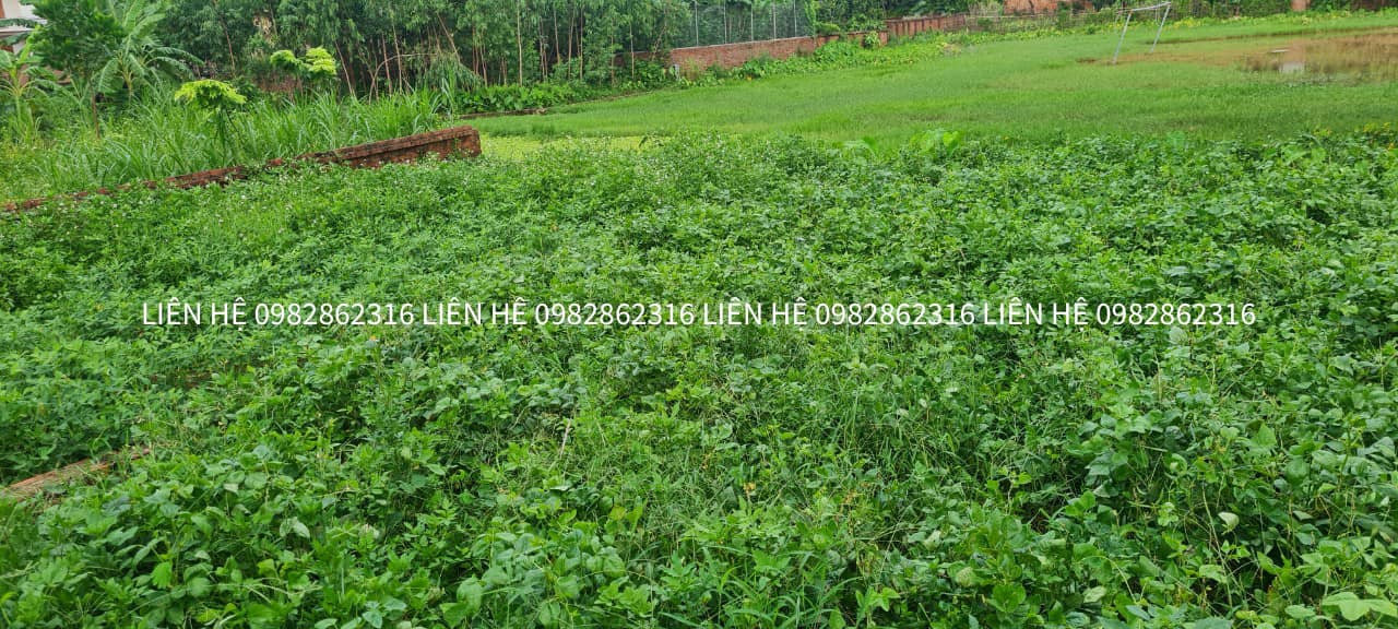 Đất nền Minh Trí Sóc Sơn 60m² chỉ 700 triệu - Sổ đỏ chính chủ!