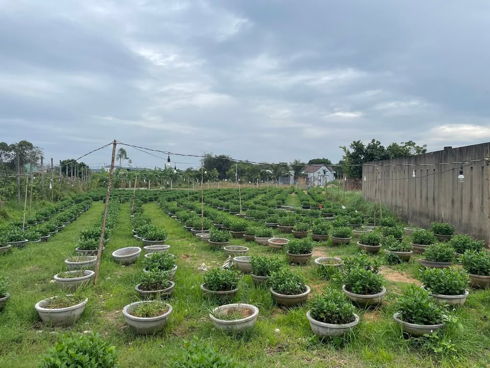 Đất nền mặt tiền đường Trần Nhân Tông, Đắk Hà 504m² - Giá chính chủ, đầu tư sinh lời!