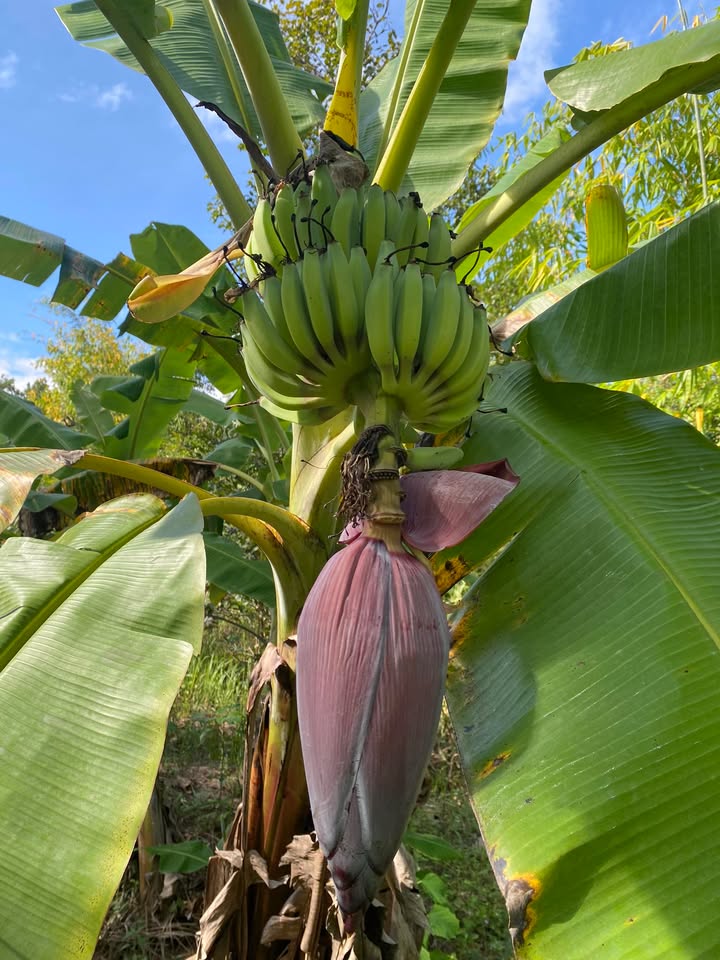 Đất thổ cư Vinh Quang Kon Tum 162m² - Đường rộng ô tô vào tận nơi!