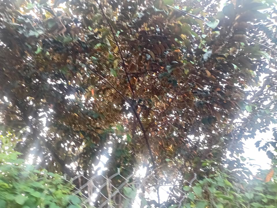 Đất vườn Đa Phước 100m² giá thỏa thuận - Cây ăn trái đang thu hoạch!