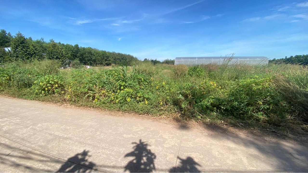 Đất thổ cư 250m² xã An Thái, Phú Giáo chỉ 500 triệu - Sổ đỏ chính chủ giao ngay!