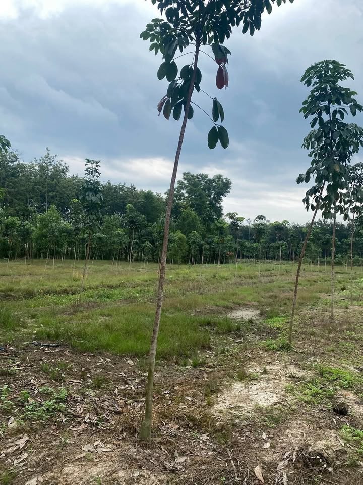 Đất Tân Quan, Hớn Quản 7200m² giá 1 tỷ - Tiềm năng đầu tư lớn!