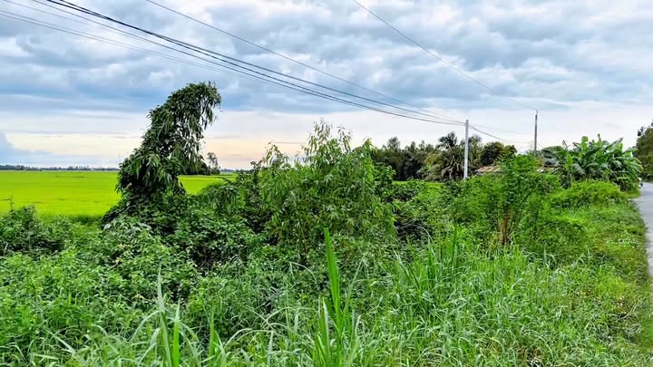 Đất thổ cư 165m² tại Bình Hòa, Mộc Hóa - Giá chỉ 1 tỷ VND!