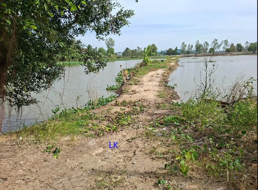 Đất lúa 118.000m² tại xã Hòa Bình, huyện Tam Nông - Giá chỉ 12.98 tỷ!