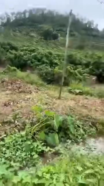 Đất nền Farm thôn Họ, Kiên Lao 5562m² giá chỉ 1.45 tỷ - Cơ hội đầu tư sinh lời!