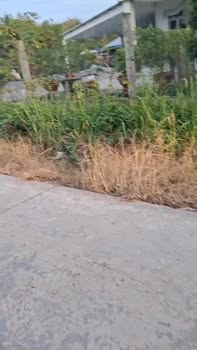 Đất Mặt Tiền Đường Bêtông Tại Ấp Tân Trung, Tân Thành, Tây Ninh 1325m² - Giá Chỉ 14.415 Tỷ