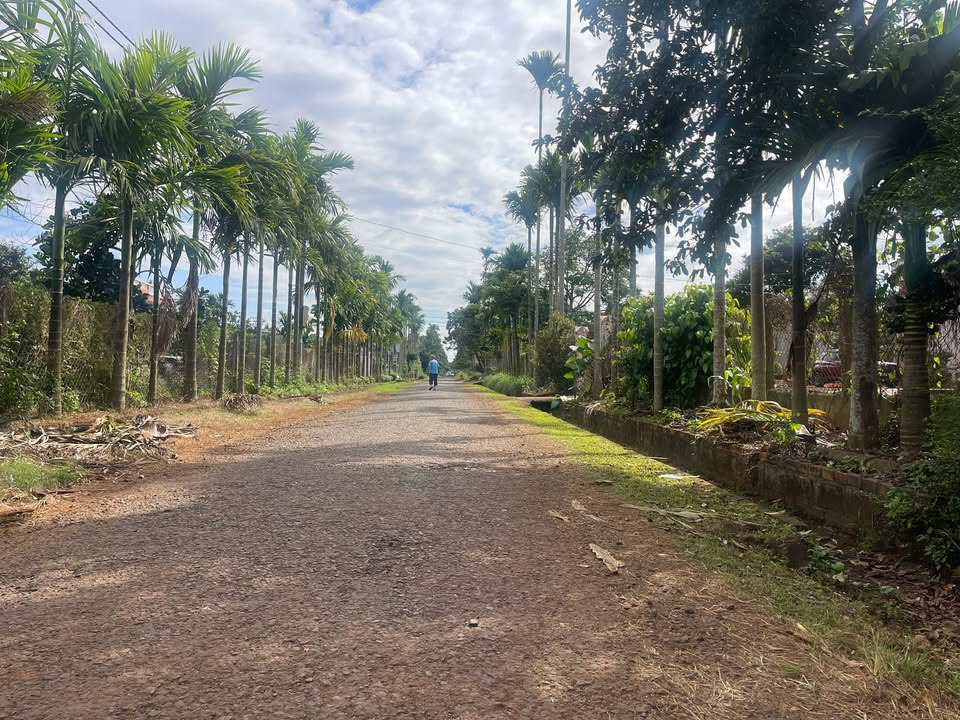 Đất mặt tiền đường Nhựa 10KC, Tân An, Đắk Lắk 520m² chỉ 1.55 tỷ - Đầu tư sinh lời ngay!