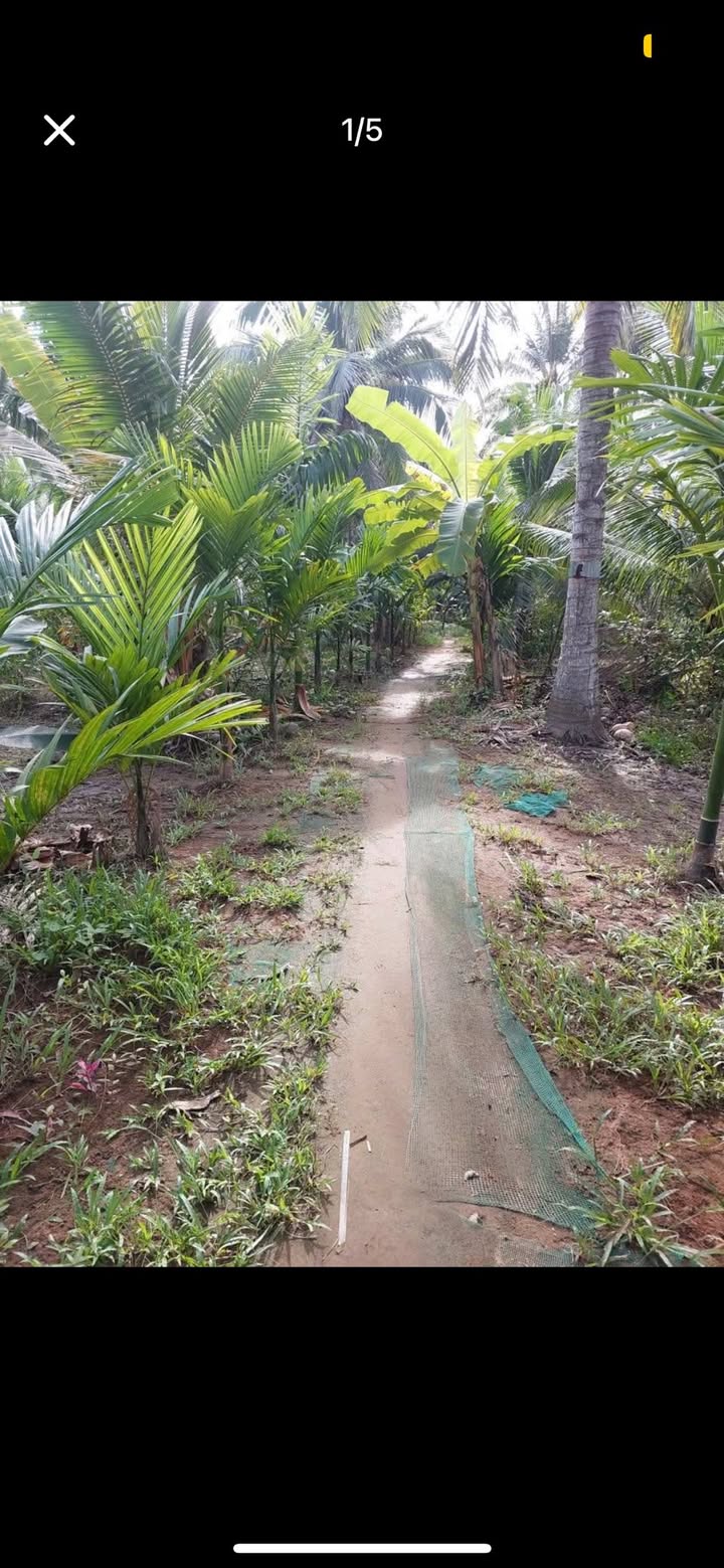 Đất vườn 1500m² tại Ấp Mỹ An, Giồng Trôm chỉ 525 triệu - Hưởng lợi từ cây trái sẵn có!