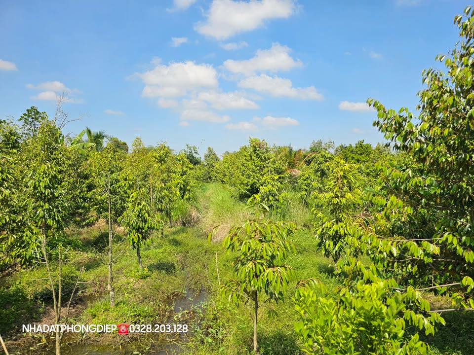 Đất ở Sơn Định, Chợ Lách 1000m² giá 1.3 tỷ - Cơ hội đầu tư tuyệt vời!