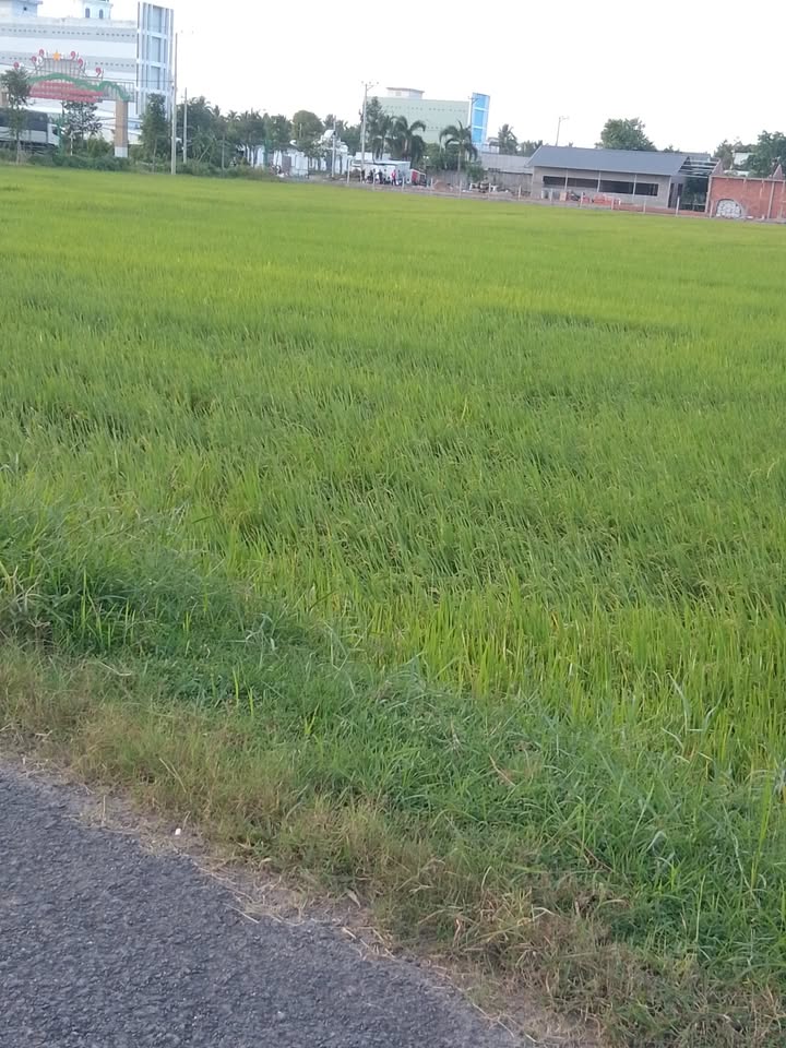 Đất mặt tiền nhựa ấp Sóc Chà, Trà Cú 1600m² giá 960 triệu - Đầu tư sinh lời ngay!