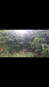 Đất nền 3ha tại Thôn 10, Xã Tân Thanh, Lâm Hà - Chỉ 5.3 tỷ!