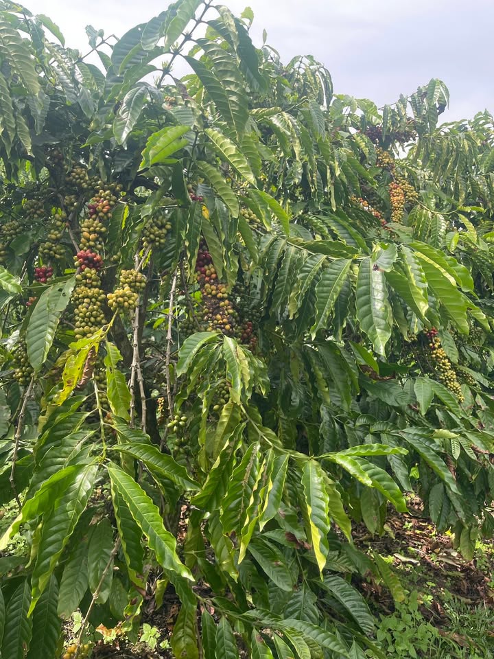 Đất thổ cư thôn 10, xã Tân Thanh 10,000m² giá 3.6 tỷ - Đầu tư sinh lời hấp dẫn!